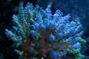 vividaquariums.com