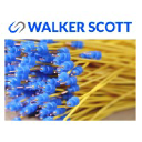 walkerscott.com