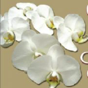 whiteorchidevents.com