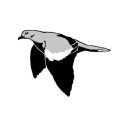 white wing construction services