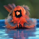 Wildaboutbirds
