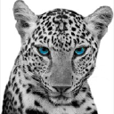 wildcat lending, llc