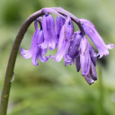 Read British Wild Flower Plants Reviews