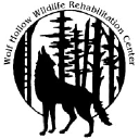 wolfhollowwildlife.org