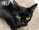 Alaska Cat Adoption Team logo