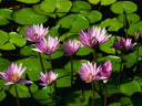 Www.aquarianwellness