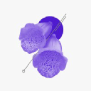 Digitalis Ventures venture capital firm logo