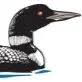 Invasive Species Scouting Volunteer Opportunity Image
