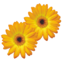 Tadimety Aromatics Pvt Ltd