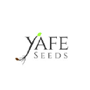 yafeseeds.com