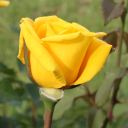 yellowrosefarm.com