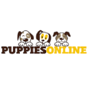 yorkiepuppy4homes.com